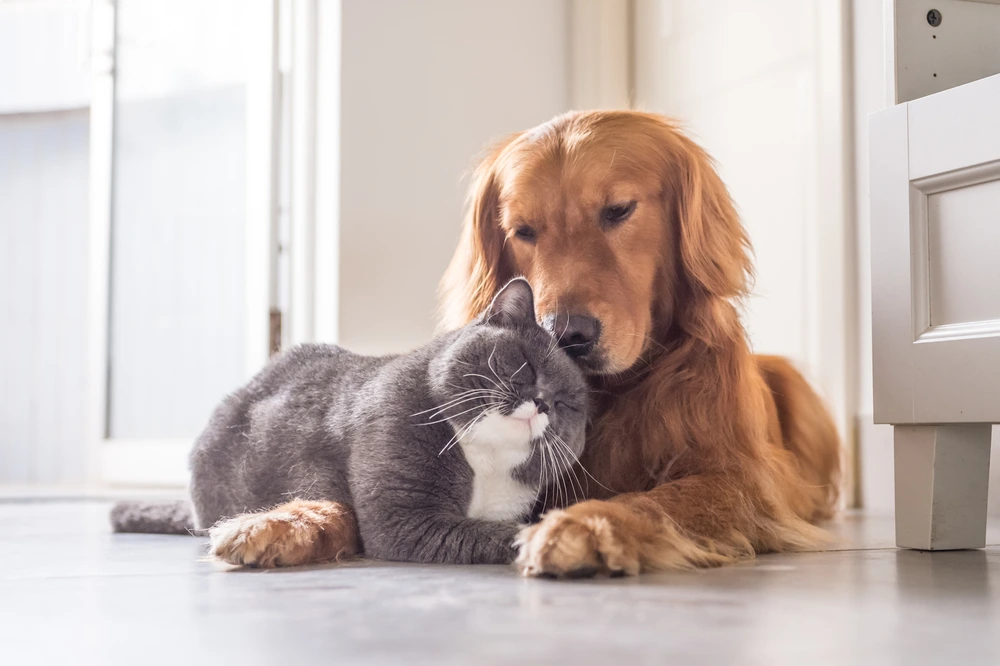 A golden retriever and a gray cat snuggle. Chewey makes empathetic customer connections