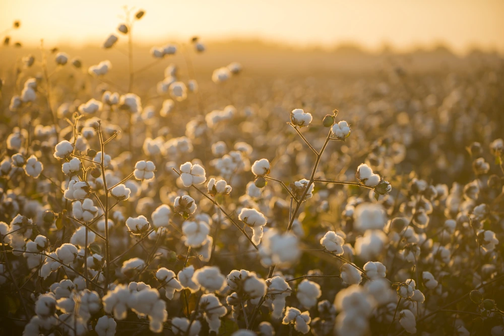 A closeup view of a cotton field.